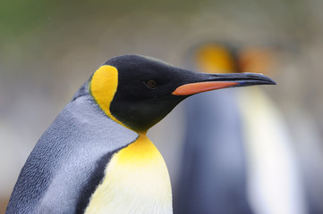 King Penguin (Aptenodytes patagonicus) portrait.