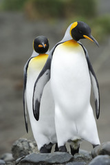 Two King Penguin  walking behind each other