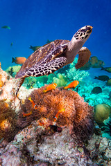 Fototapeta premium Hawksbill Turtle - Eretmochelys imbricata