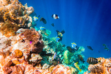 Naklejka na ściany i meble Tropical Coral Reef.