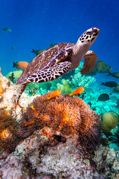 Hawksbill Turtle - Eretmochelys imbricata