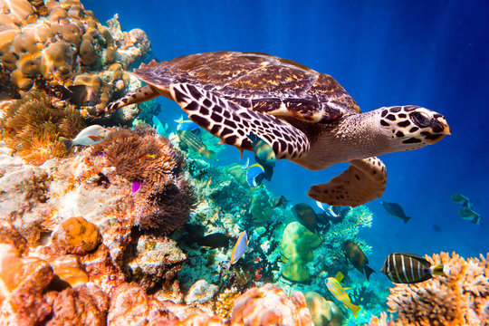 Fototapeta Hawksbill Turtle - Eretmochelys imbricata