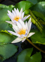 White Lotus flower
