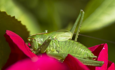 Зелйный кузнечик