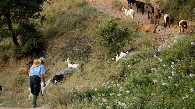 Goatherd Goes Uphill with his Goats
