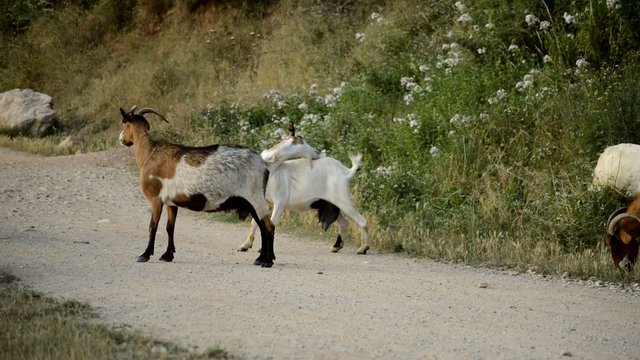 Goats Scratching Themselves