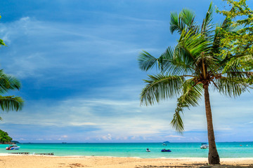 Fototapeta na wymiar Palm Tree on Saikaew Beach