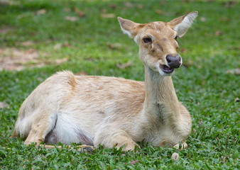 female sika deer