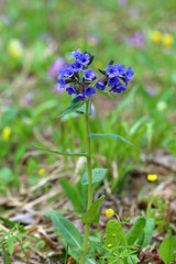 Pulmonaria mollis