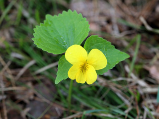 Viola uniflora