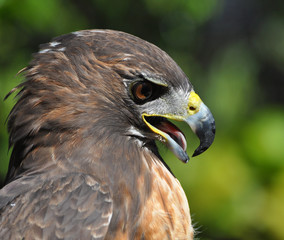 Portrait of a Red Tail Hawk in profile