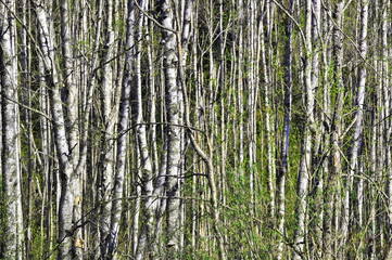 Dense forest of birch wood in the spring time