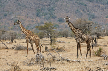 Two giraffes in the savanna
