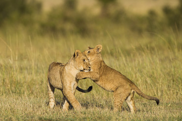 Fototapeta na wymiar African Lion cubs playing