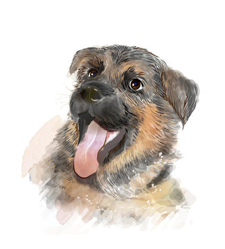 portrait of the german shepherd puppy