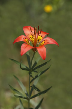 Fototapeta Wood Lily