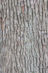 Natural bark of tree texture close - up