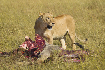 Fototapeta na wymiar Lioness with eland kill