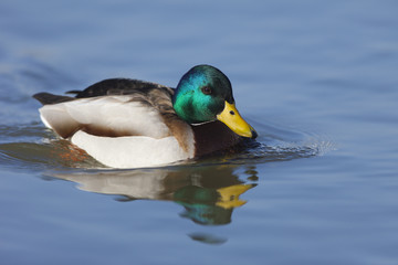 Obraz premium Mallard duck