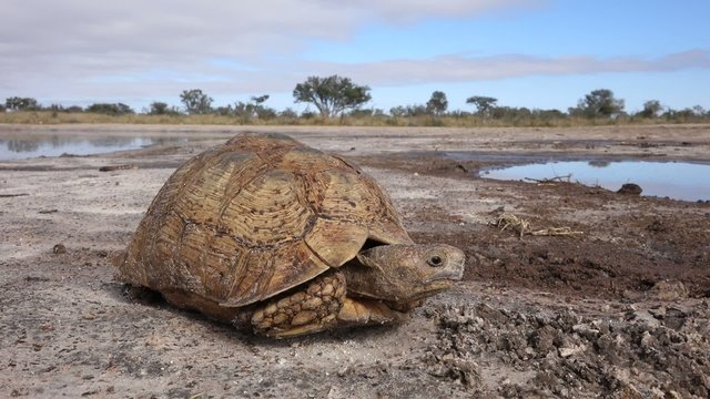 Landscape with leopard tortoise peeking out of shell