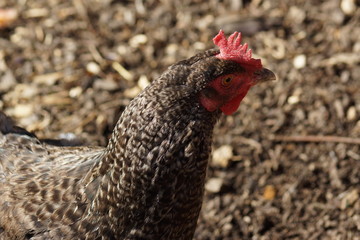 Chicken - Gallus gallus