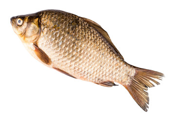 carp isolated on white background