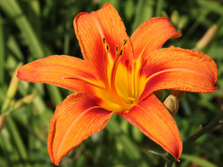 orange lily in a garden