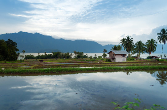 Rice fields near Lake Maninjau (Danau Maninjau)