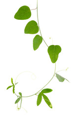 Obraz premium Green passionflower plant close up is isolated on white backgrou