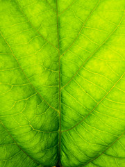 ecology green leave texture background