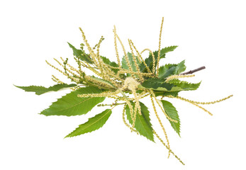 chestnut branch