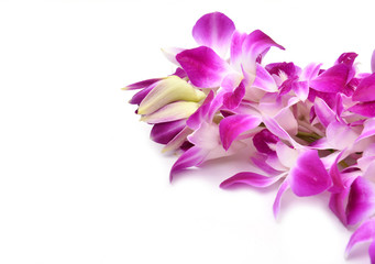 beautiful blooming orchid isolated