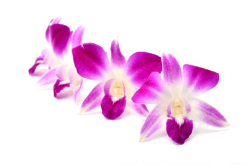Fototapeta na wymiar beautiful blooming orchid isolated