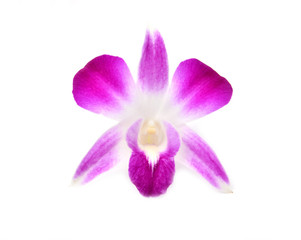 beautiful blooming orchid isolated