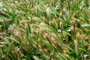 Grass on Palatino hill field in Rome city