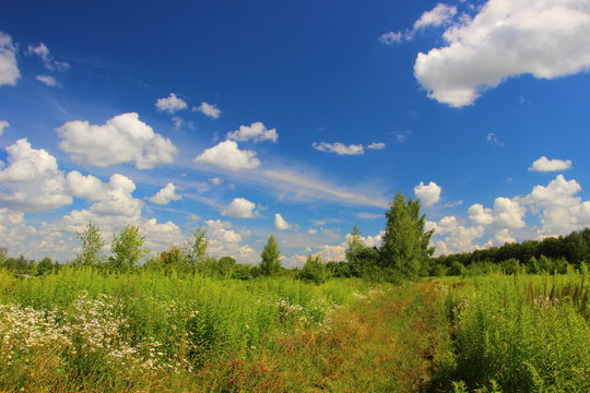 Лес