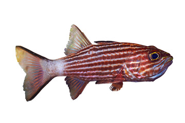 Naklejka premium Large-toothed cardinalfish