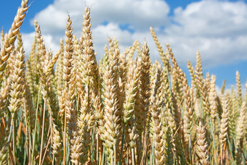 Weizen - Triticum vulgare