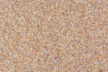 Sea shell background