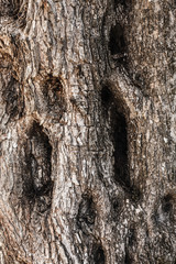 Bark texture