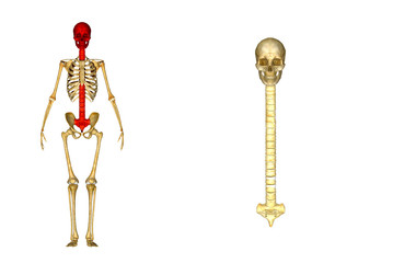 Skull with Vertebral column