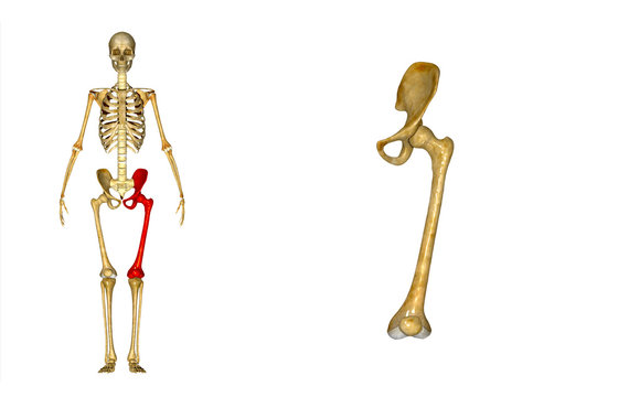 Hip with femur