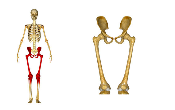 Pelvic hip with legs