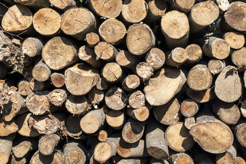 Fototapeta premium Stacked Woods