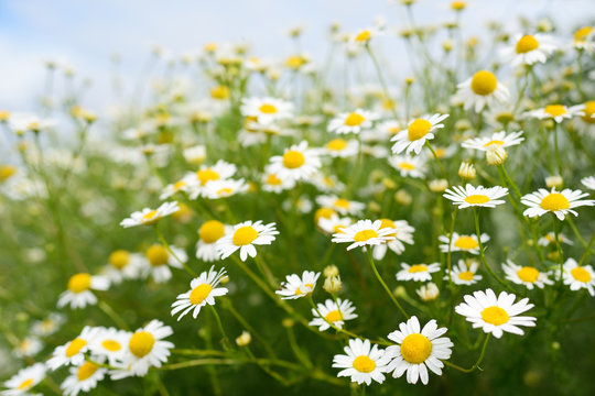 Fototapeta Chamomile flowers on sky background