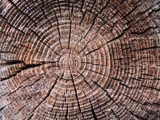 Fototapeta premium Jahresringe - annual rings