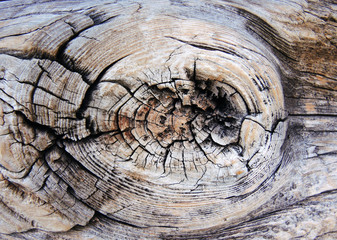 Fototapeta premium astiges Holz - knot in the wood