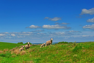 Rural Scene ,Sheep,Ewe and Lamb in Meadow