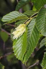 Naklejka premium Hop Hornbeam (Ostrya carpinifolia)