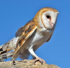 Barn Owl